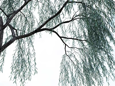 Graceful Willow Arbor With Hanging Branches And Slender Leaves Against White Background 3d model