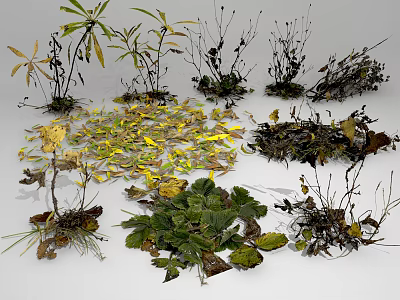 Various Plants With Different Leaves Including Withered And Green Scattered Leaves 3d model
