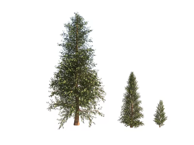 Three Evergreen Trees With Various Sizes And Lush Green Foliage 3d model