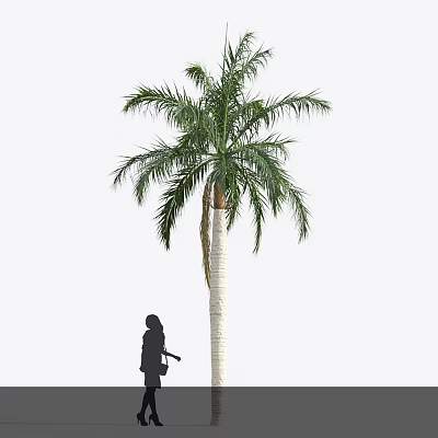 Palm Tree 3d model Palm Tree 3d model
