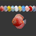 Red Discus Fish With White Spots And Colorful Circular Objects In Background