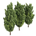 Three Lush Evergreen Trees With Tall Dense Foliage In Garden Landscape Design