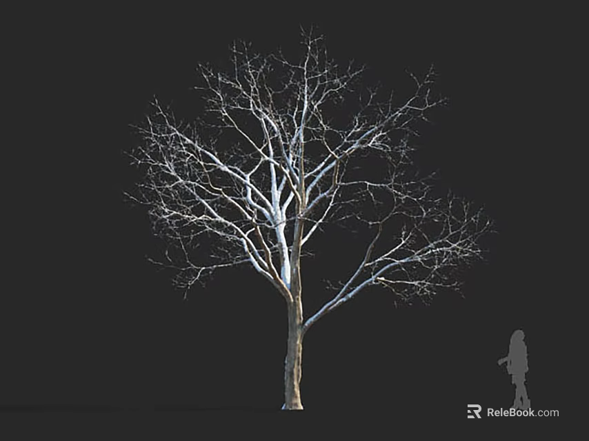 Bare Branch Arbor Tree with White Trunk on Black Background and Human Silhouette for Scale 3d model 