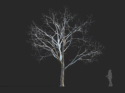 Bare Branch Arbor Tree with White Trunk on Black Background and Human Silhouette for Scale 3d model