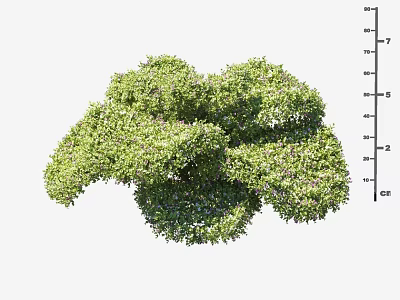 Lush Green Arbor with Dense Foliage Rounded Canopy and Healthy Growth 3d model
