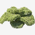 Lush Green Arbor with Dense Foliage Rounded Canopy and Healthy Growth