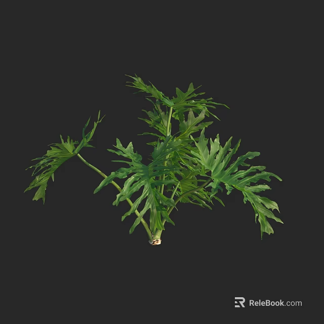 Lush Green Plant With Pinnate Leaves And Multiple Branches On Black Background 3d model 