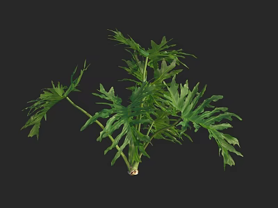 Lush Green Plant With Pinnate Leaves And Multiple Branches On Black Background 3d model