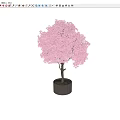 Pink Cherry Blossom Bonsai Plant With Lush Canopy And Slender Trunk In Decorative Pot
