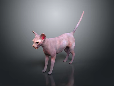 Sphynx Cat With Pink Skin Standing On Gradient Gray Background With Slender Tail And Ears 3d model