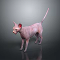 Sphynx Cat With Pink Skin Standing On Gradient Gray Background With Slender Tail And Ears