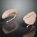 Detailed Light Brown Human Organ Anatomical Models On Dark Reflective Surface 3d model
