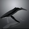 Realistic 3D Whale Model Displayed with Detailed Features on Dark Background
