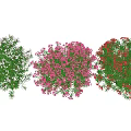 Colorful Flowering Trees With White Pink And Red Blossoms In Garden