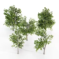 Lush Green Tall Trees With Thick Trunks Dense Leaves And Detailed Branches