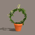 Green Vine Plant Growing In Orange Pot With Circular Shape And White Flowers