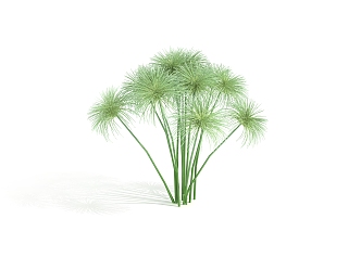 Modern Plant Papyrus 3d model