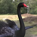Black Swan with Red Beak Spreading Wings in Natural Grassland Area