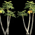 Tall Trees With Green And Yellow Leaves And Human Figure For Scale