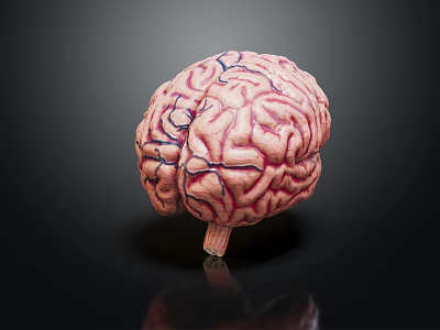 Human Brain Model With Detailed Surface Texture Visible Blood Vessels Against Dark Background And Stalk 3d model