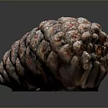 Close Up View Of Natural Pine Cone With Colorful Textured Scales On Dark Background