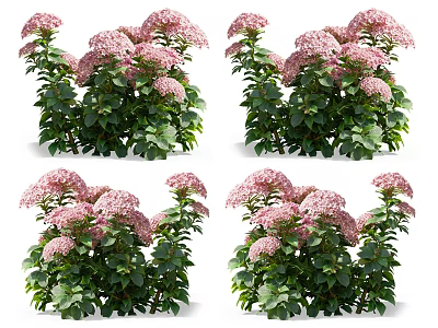 Pink Hydrangea Bushes with Lush Green Leaves Blooming Beautifully in Garden 3d model