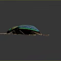 Metallic Blue Green Striped Beetle With Shiny Exoskeleton On Reflective Surface