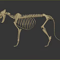 Medical Device Animal Skeleton Teaching Model With 3D Rendered Details For Veterinary Anatomy