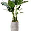 Indoor Potted Plants With Large Green Leaves In Brown And White Ceramic Pots