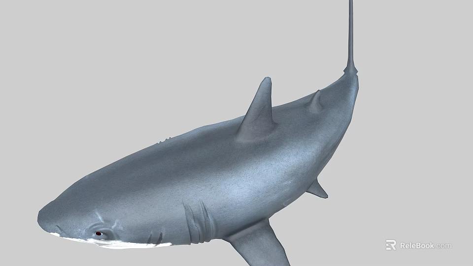 Gray Aquatic Shark Marine Animal With Dorsal Fins And Streamlined Body 3d model 