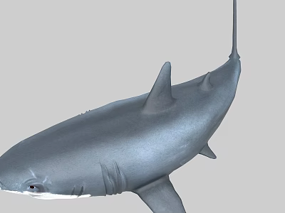 Shark Big Shark Animated Shark Swimming Shark Great White Shark Fish Marine Shark Suckling Fish Great White Shark Great Fish Giant Marine 3d model