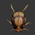 Reddish Brown Beetle With Yellow Spots And Orange Legs On Dark Background