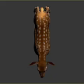 Cute Brown Fawn With White Spots Standing On Reflective Gray Background