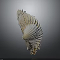 Natural Seashell With Detailed Surface Texture And Curved Shape On Gray Background