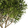 Arbor Tree With Green Leaves Textured Trunk And Lush Dense Foliage