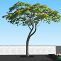 Slender Trunk Arbor in Black Planter with Green Leaves Red Flowers Patio Blue Sky