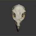 Durable Medical Anatomical Model Bird Skull with Detailed Structure and Quality Material