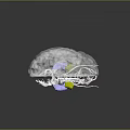 Transparent Brain Model with Hair like Structures and Purple Yellow Components 3d model