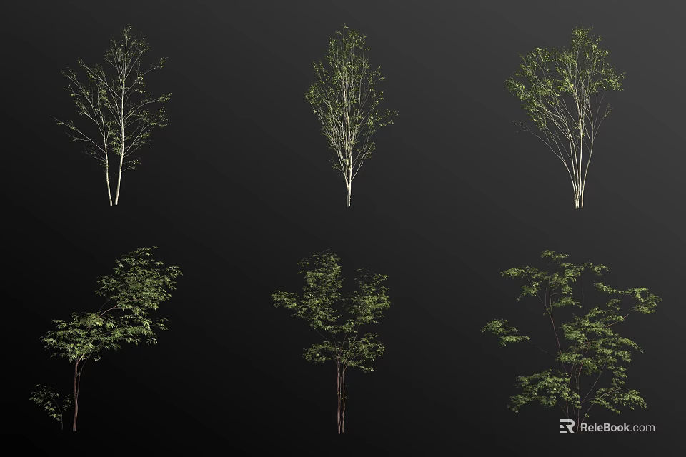 Deciduous Trees Showcasing Various Growth Stages With Green Foliage And Bare Branches 3d model