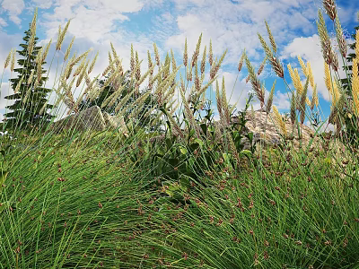 Tall Grasses And Green Foliage In Garden With Blue Sky And White Clouds 3d model
