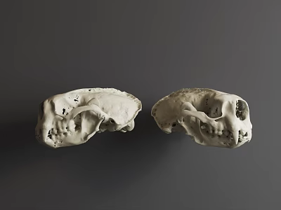 Two White Animal Skulls With Detailed Bone Structure On Gray Background 3d model