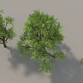 Lush Green Trees With Foliage Brown Trunks And Surrounding Grass 3d model