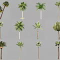 Various Arbor Species Featuring Diverse Foliage Shapes And Trunk Designs