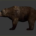 Realistic Brown Bear With Thick Fur Standing In Natural Posture 3d model
