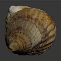 Natural Seashell With Orange Brown Stripes On Gray Reflective Background
