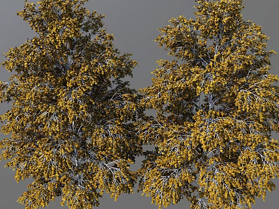 Tall Vibrant Golden Foliage Trees With Lush Branches In Autumn Setting 3d model