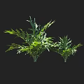 Lush Green Leafy Crops With Healthy Growth And Measured Plant Height In Cultivation