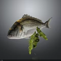 Gray White Sea Fish With Black Yellow Head Markings And Green Seaweed On Dark Background