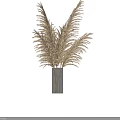 Elegant Dried Pampas Grass Bouquet In Clear Glass Vase For Home Interior Decor