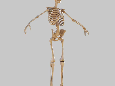 Human Skeleton Arm And Leg Bones Anatomical Model With Detailed Structure 3d model